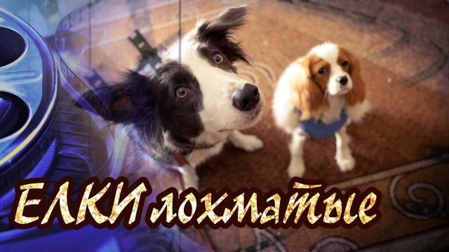Обзор фильма Ёлки лохматые